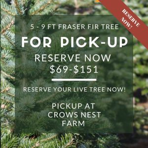 Fraser Fir Tree (Non Delivery)